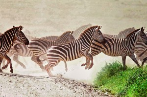 16-DSC07578-1-zebra-crossing-sm1