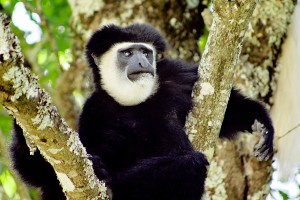 Black-White-Colobus-34-pgs1