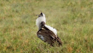 CS-kori-bustard-bird-attracting-female-svg-hrztl3