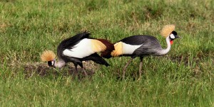 Crown-Cranes-Birds-sm