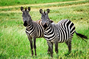 DSC01057-zebra-pair-pgs1