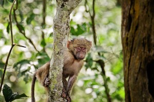 DSC04642-monkey-sm1