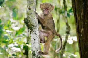 DSC04652-monkey-sm1
