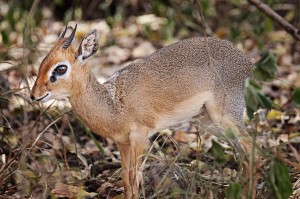 DSC04755-dik-dik-sm1