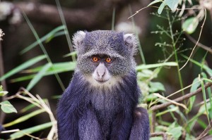 DSC04833-monkey-sm1