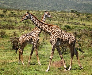 DSC05870-giraffes-sm1