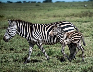 DSC2134-zebra-and-colt-tr