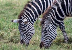 DSC3671-zebra-pair-tr
