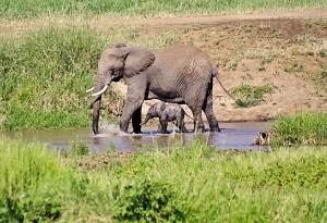 DSC 0731-elephants-tr2 