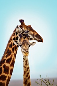 LM-giraffe-pair 
