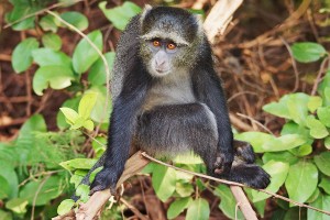 LM.-blue-monkey-svg 