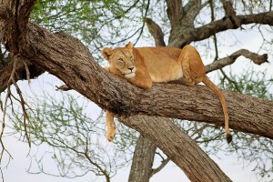 Lioness-on-tree-Silale-79-pgs1