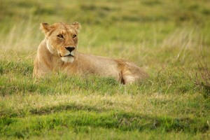 NC.female-lion-svg1