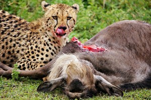 SS.-12-k1-tongue-licking-mouth-cheetah 