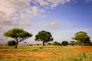 baobab-skyline-rg1 