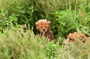 cheetah-cub-sm