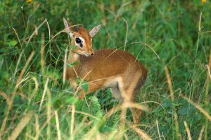 dik-dik-01-svg