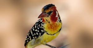 enroute-to-lake-manyara-138-bird-sm