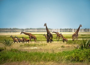 giraffe-family-01-tr