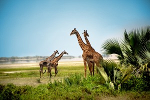 giraffe-family-02-tr