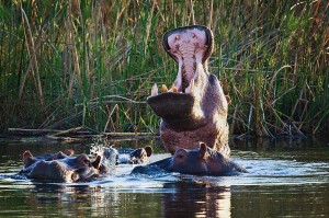 hippo-yawn-rg2 