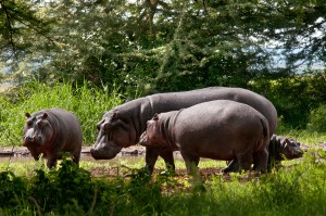 hippos-rg