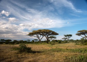 landscape-01-tr