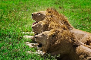 lion-brothers-rg3 