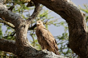 sm24-210-tawny-eagle-sm1